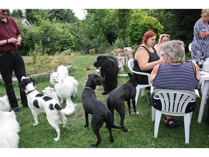 {{currentPhoto.altText}} billede {{currentPhoto.number}}