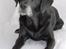 Tegninger af andres hunde - Blanding af racer Ozetta.
