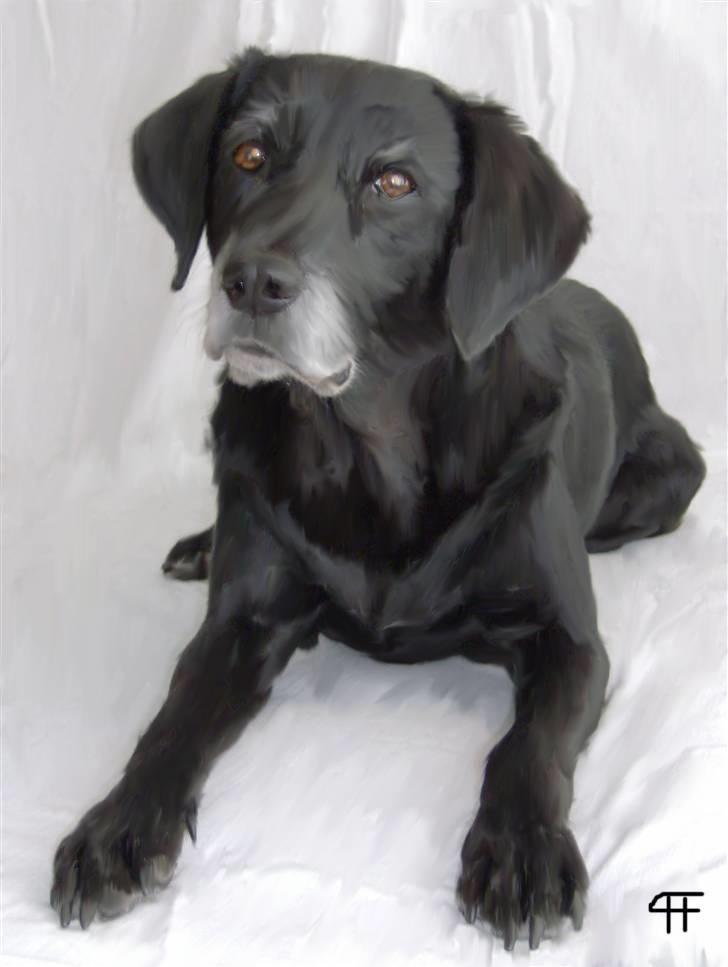 Tegninger af andres hunde - Blanding af racer Ozetta. billede 308