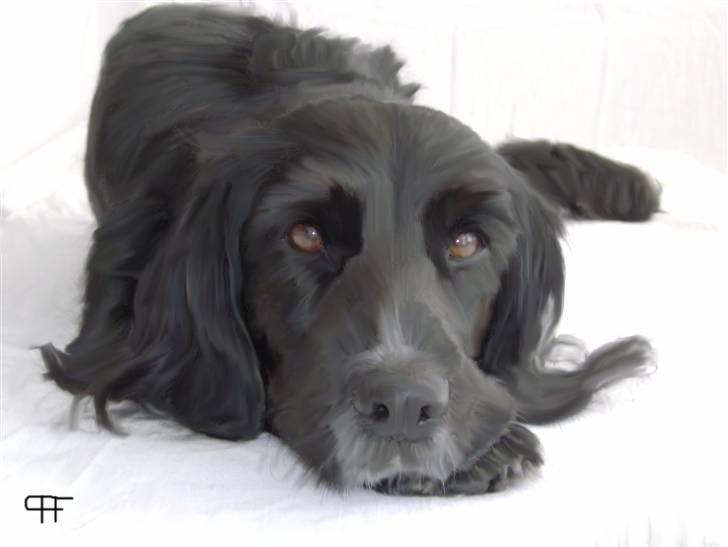Tegninger af andres hunde - Blanding af racer Layney. billede 309
