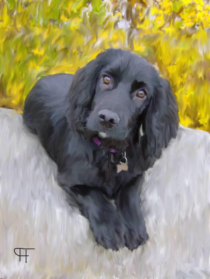 Tegninger af andres hunde - Field Trial spaniel Audi . billede 310