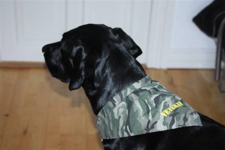 Muffe og hans charmeklud :) - Veteran billede 1