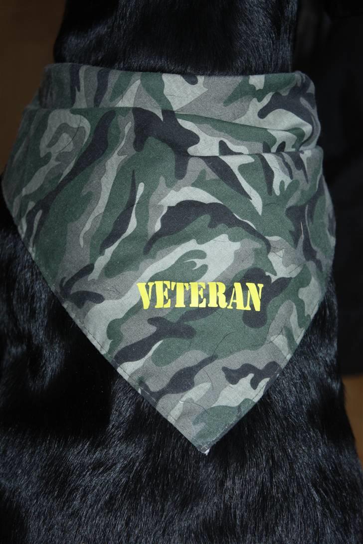 Muffe og hans charmeklud :) - Klær ham ;) billede 2