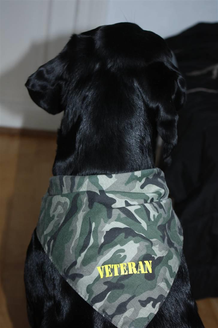 Muffe og hans charmeklud :) - Smukt :D billede 3