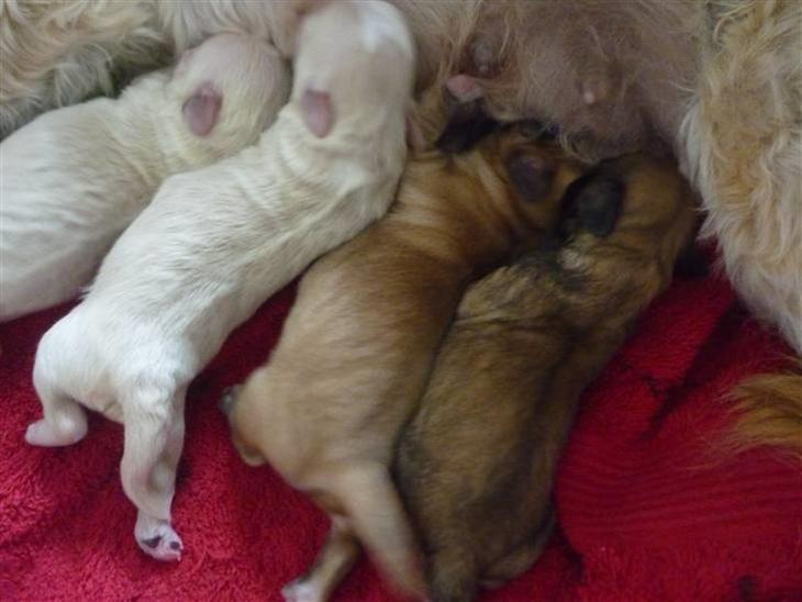 {{currentPhoto.altText}} billede {{currentPhoto.number}}