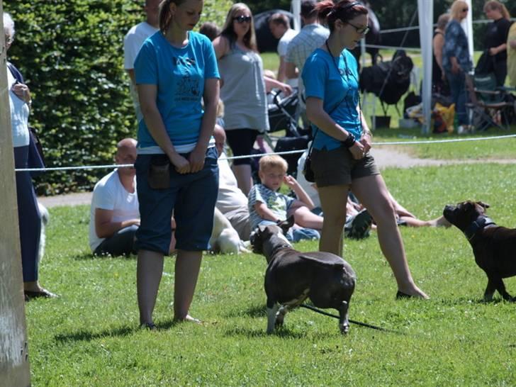Dyrenes dag Slagelse med DcH - Emm ja enten fører eller hund der bakker her? billede 23