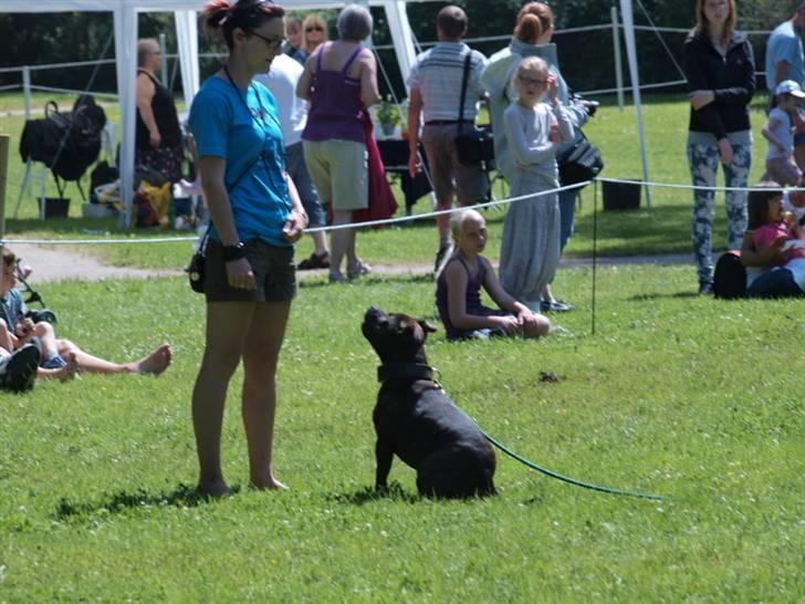 Dyrenes dag Slagelse med DcH - Og næsten fin afslutning billede 22