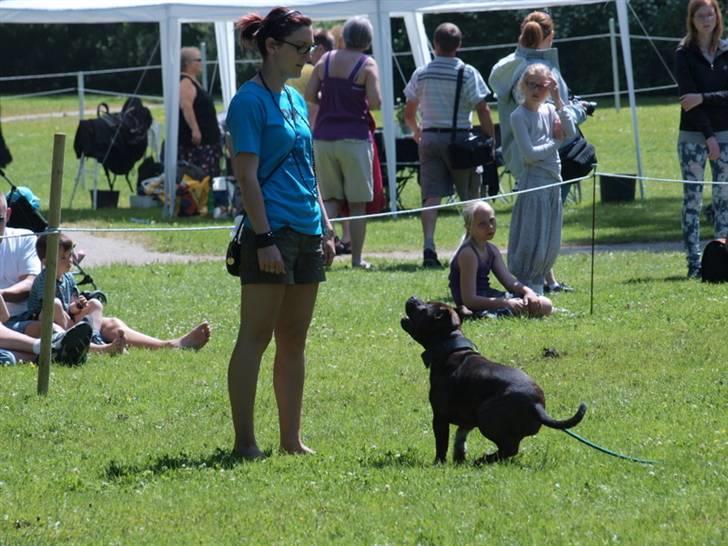 Dyrenes dag Slagelse med DcH - Indkald billede 21