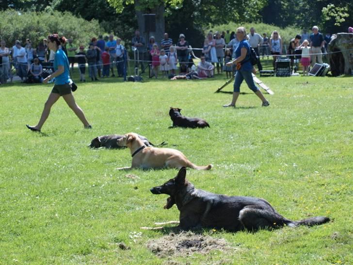 Dyrenes dag Slagelse med DcH - Fælles dæk billede 20