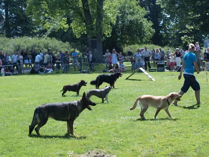 Dyrenes dag Slagelse med DcH - Fælles stå øvelse billede 19