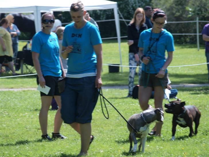 Dyrenes dag Slagelse med DcH - DcH for alle, også efter 1/7. Og os der er med for at vise at hvor dygtige og lækre vi er, og at vi kan bruges til andet end at være potensforlængere. billede 18