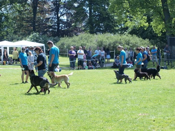 Dyrenes dag Slagelse med DcH - En fin lineføring billede 17