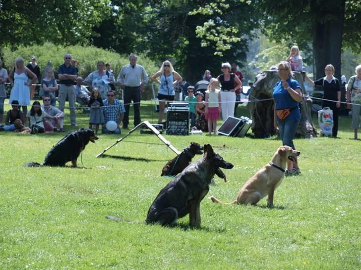 Dyrenes dag Slagelse med DcH - Fælles sit billede 16