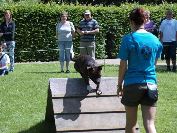 Dyrenes dag Slagelse med DcH - Tilbagespring billede 15
