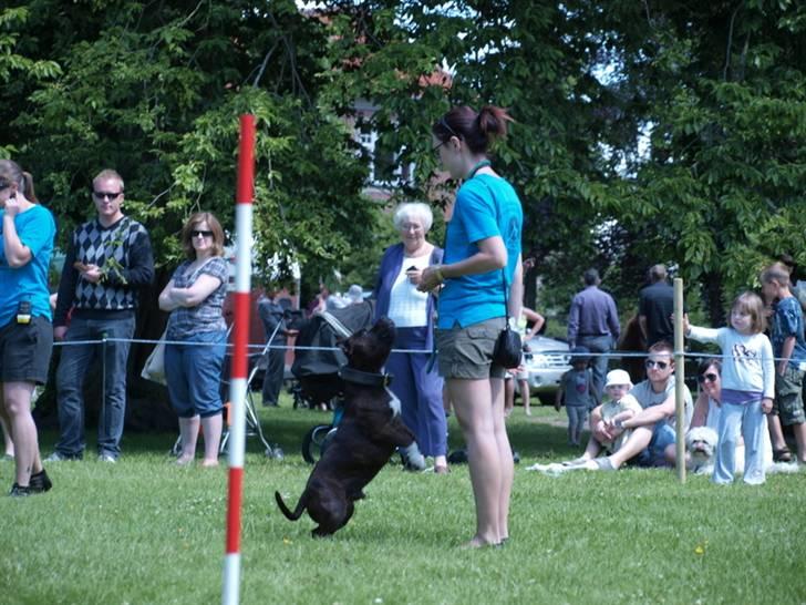 Dyrenes dag Slagelse med DcH - Masser af forstyrrelser men fuld opmærksomhed, og lidt tiggeri ;) billede 14