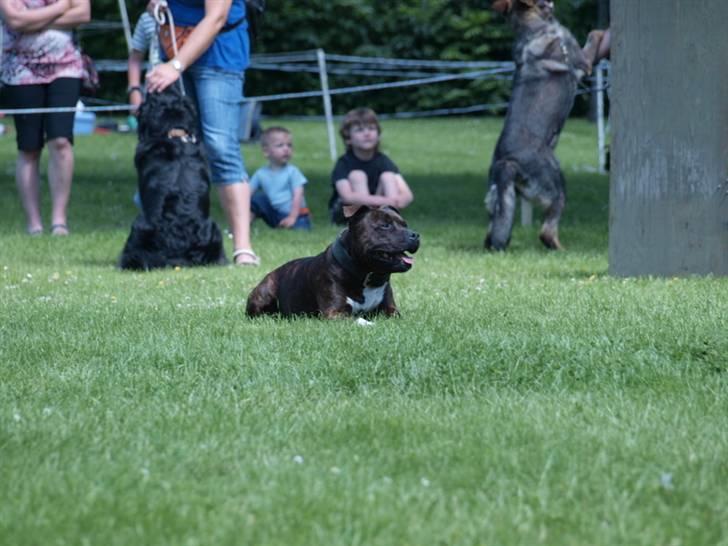 Dyrenes dag Slagelse med DcH - Er dækket af billede 13