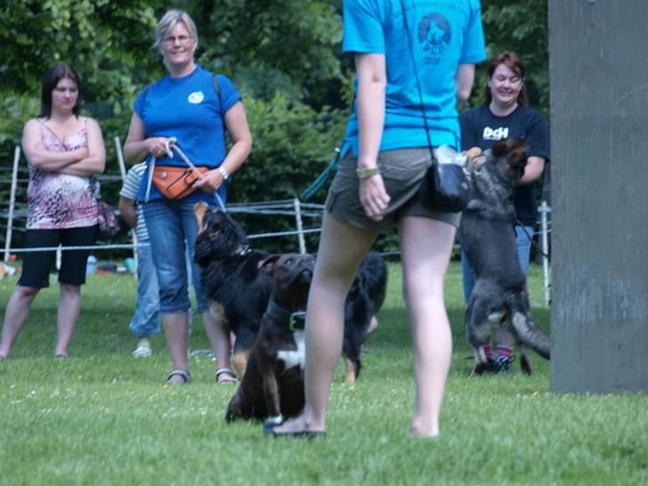 Dyrenes dag Slagelse med DcH - Har lyttelapperne ude billede 12