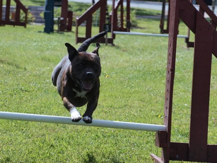 Dyrenes dag Slagelse med DcH - Lækre mig i flyvende fart billede 10