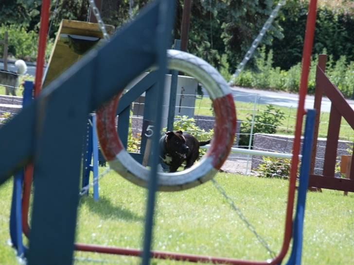 Dyrenes dag Slagelse med DcH - Ja vi skal den vej ---> billede 9