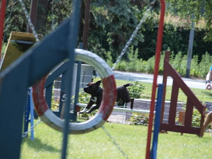 Dyrenes dag Slagelse med DcH - Yes så går det der ud af billede 8