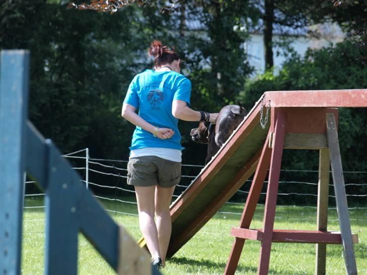 Dyrenes dag Slagelse med DcH - Jaja jegkan altså godt billede 7