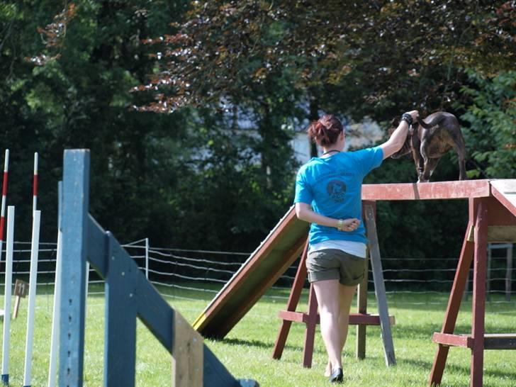 Dyrenes dag Slagelse med DcH - En liidt for ivrig hund får lige en hånd billede 6