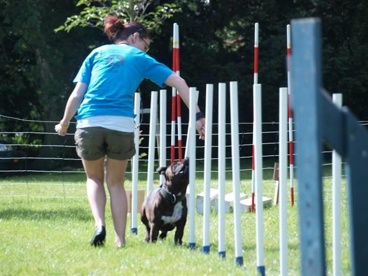 Dyrenes dag Slagelse med DcH - Og lidt mere billede 5