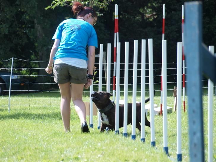 Dyrenes dag Slagelse med DcH - Jaa ikke min stærke side, så jeg får lige lidt hjælp billede 4