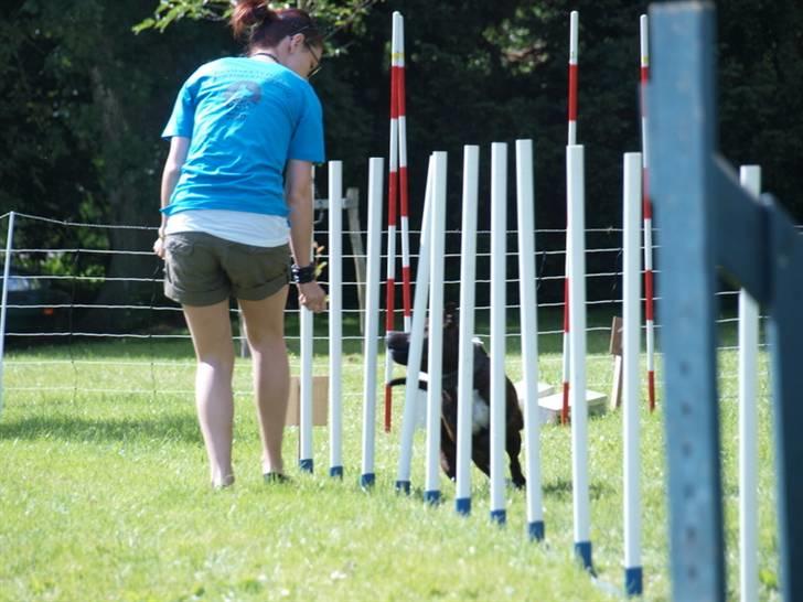 Dyrenes dag Slagelse med DcH - Slalom billede 3