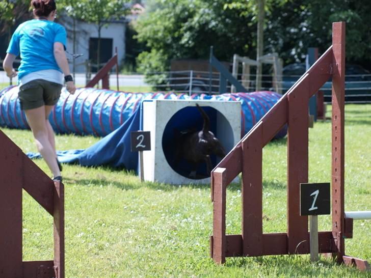 Dyrenes dag Slagelse med DcH - Banen skal lige afprøves. billede 2