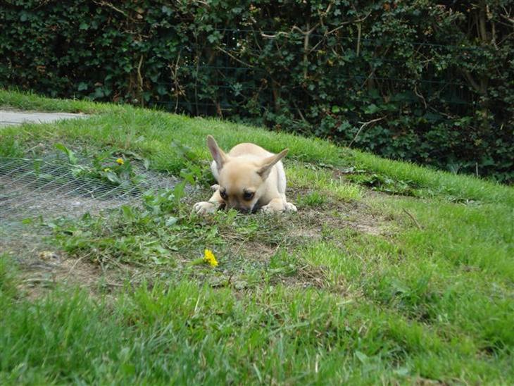 {{currentPhoto.altText}} billede {{currentPhoto.number}}