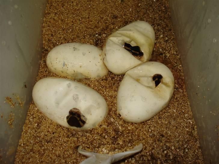 Slangeopdræt 2010 - 21/8 Python regius billede 13