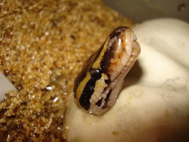 Slangeopdræt 2010 - 21/8 Python regius billede 14