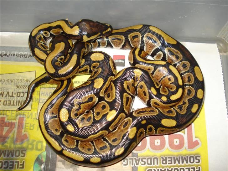 Slangeopdræt 2010 - 22/8 Python regius billede 15