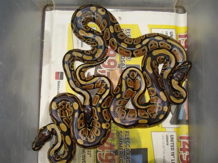 Slangeopdræt 2010 - 22/8 Python regius billede 16