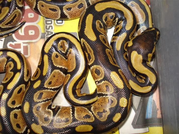 Slangeopdræt 2010 - 22/8 Python regius billede 17