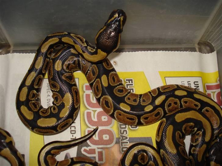 Slangeopdræt 2010 - 22/8 Python regius billede 18