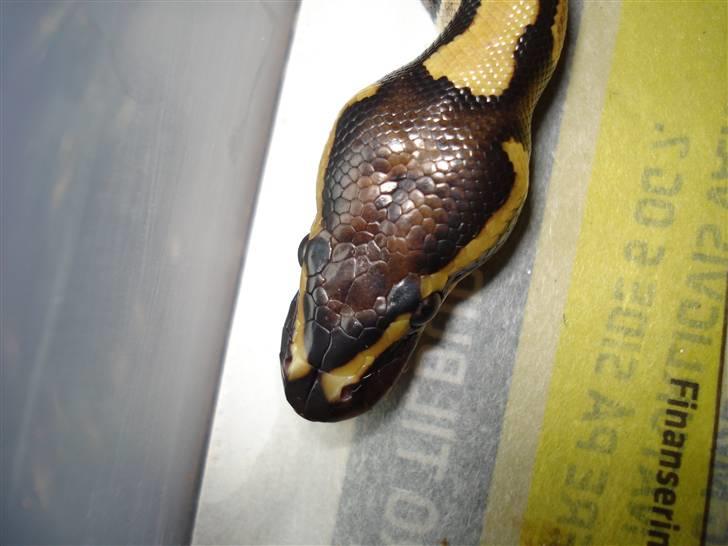 Slangeopdræt 2010 - 22/8 Python regius billede 19