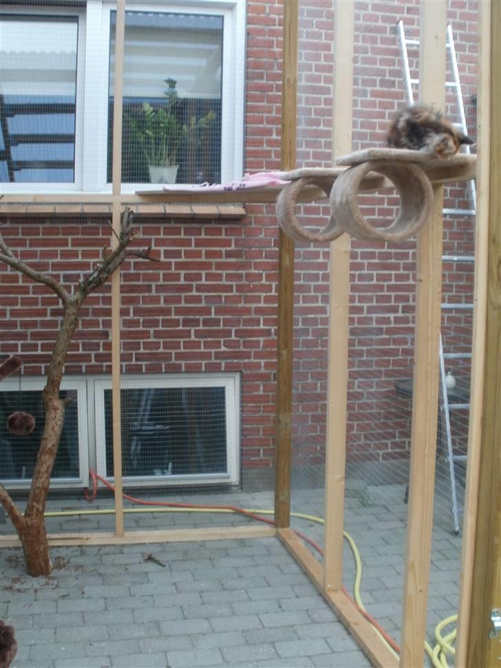 Så blev vores katte voliere færdig:) billede 4