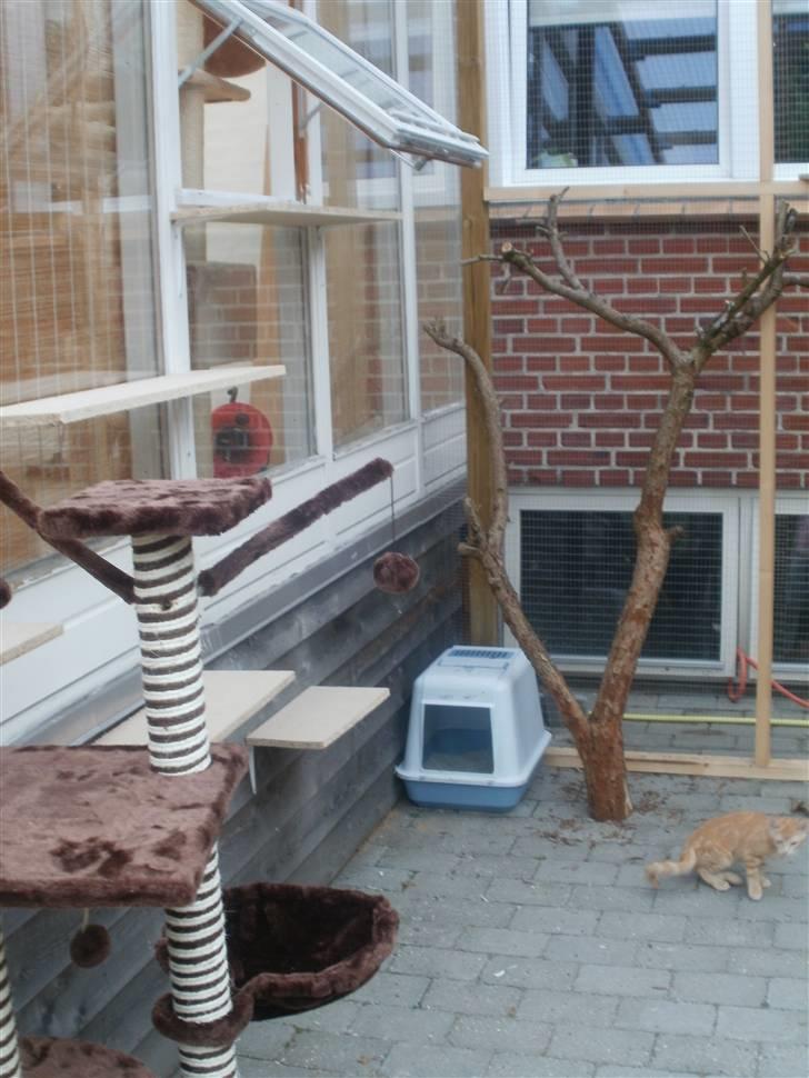 Så blev vores katte voliere færdig:) billede 6