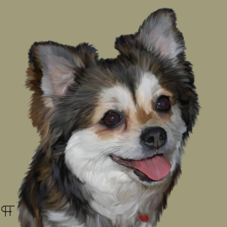 Tegninger af andres hunde - Chihuahua Mille. billede 312
