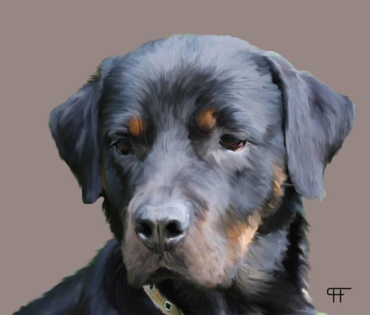 Tegninger af andres hunde - Rottweiler Nica. billede 313