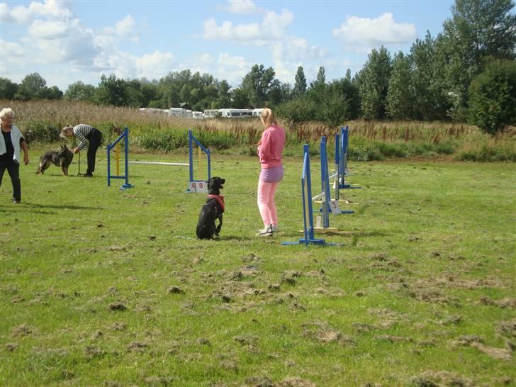 Første gang i Frederiksværk Agility klub billede 1