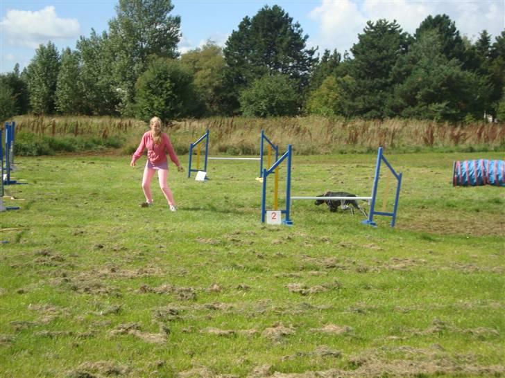 Første gang i Frederiksværk Agility klub billede 2