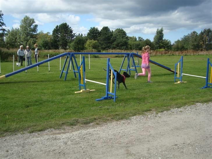 Første gang i Frederiksværk Agility klub billede 4