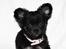 Tegninger af andres hunde