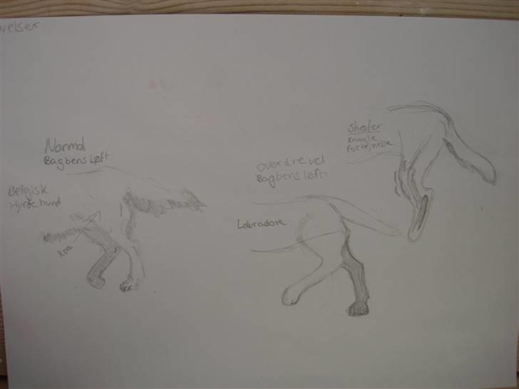 Mine hunde tegninger - Øvelser: billede 2
