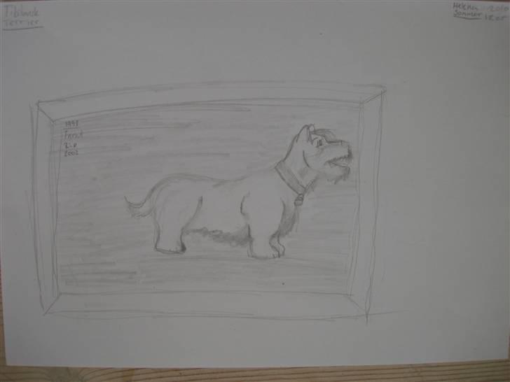 Mine hunde tegninger - Tibiansk Terrier billede 3