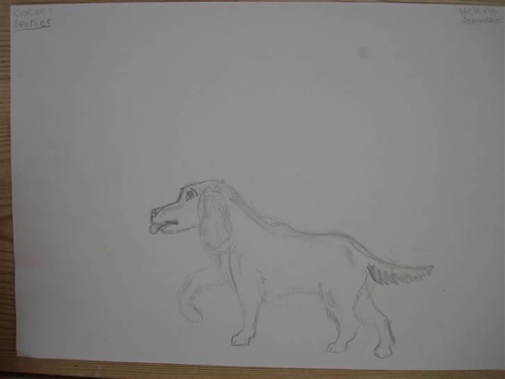 Mine hunde tegninger - Cocer spanier billede 4