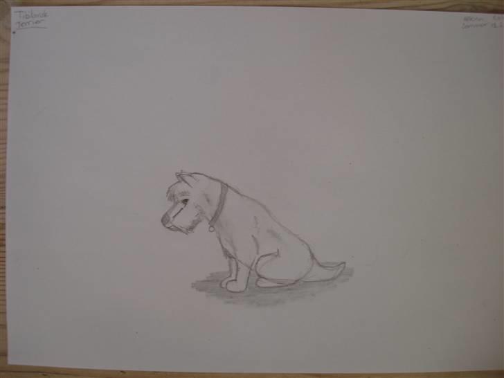 Mine hunde tegninger - Tibitansk spanier billede 5